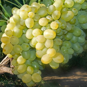 Виноград Супер Экстра